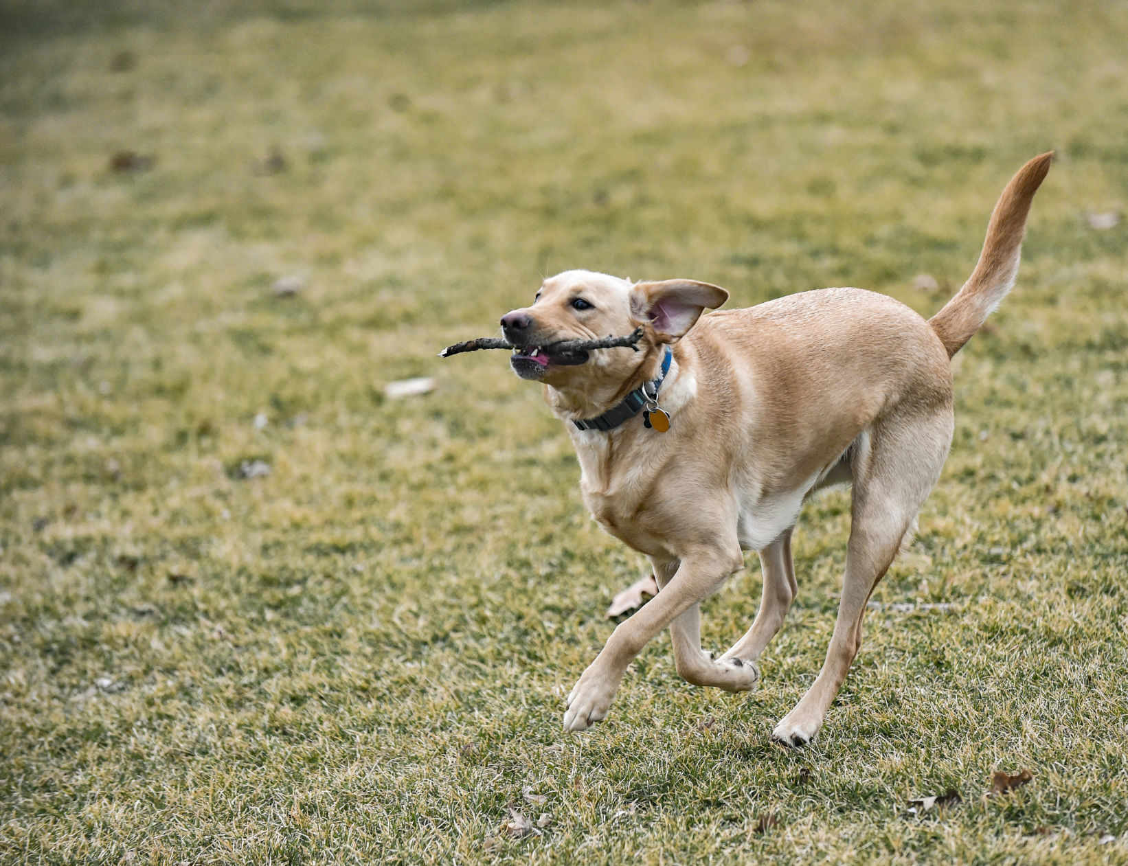 040419-bet-dogpark-06.jpg